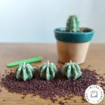 شمع کاکتوس - Image 2