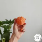 شمع نارنگی - Image 2